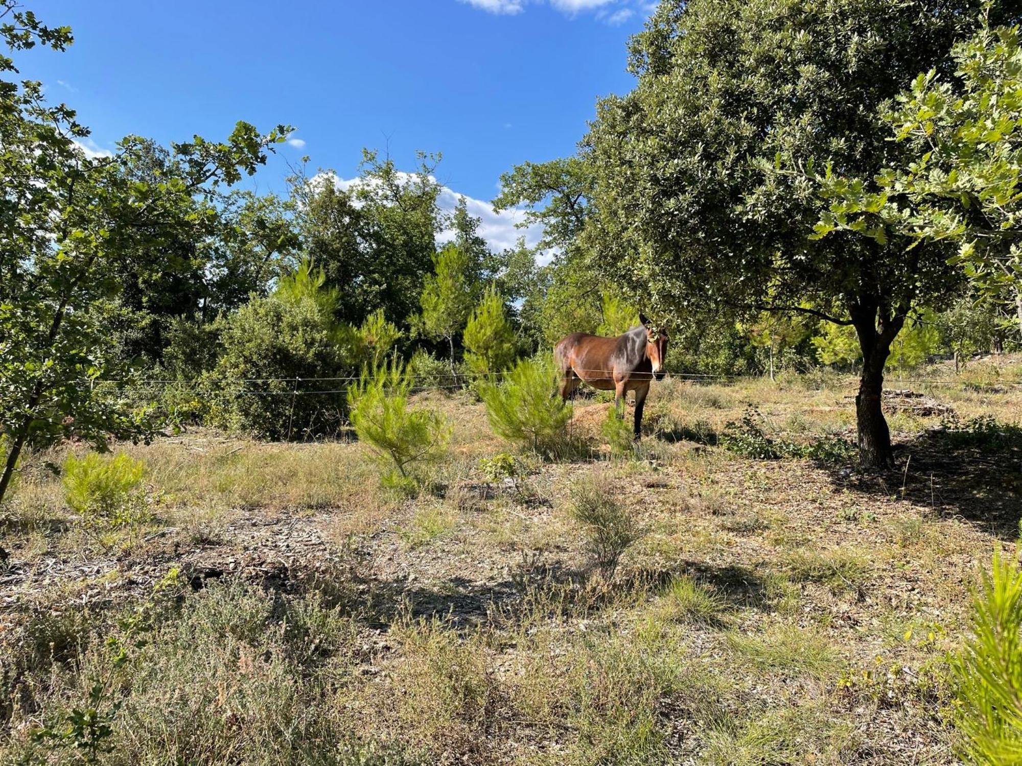 Les Yourtes De Provence Bed and Breakfast Saint-Paulet-de-Caisson Exterior foto