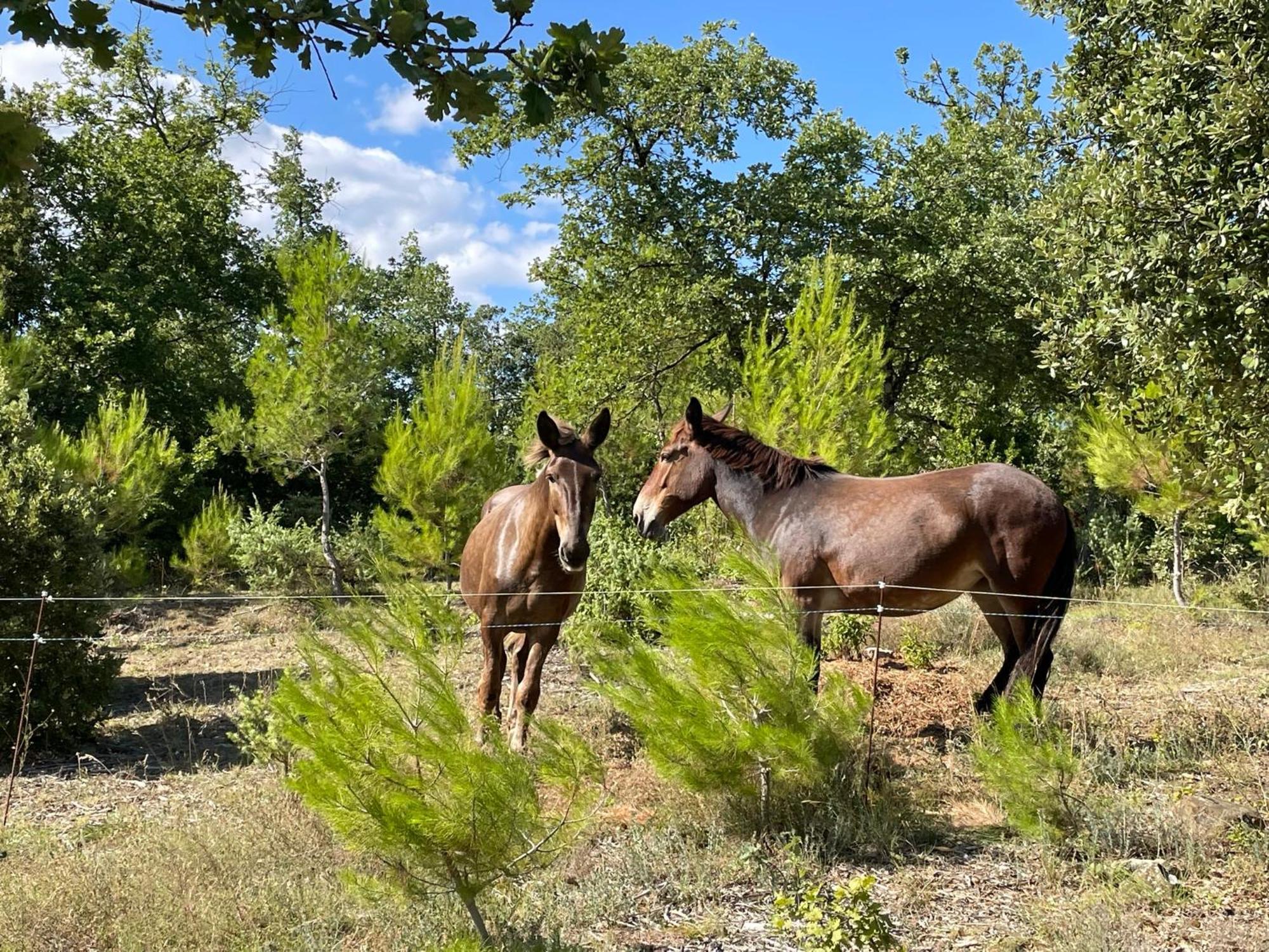 Les Yourtes De Provence Bed and Breakfast Saint-Paulet-de-Caisson Exterior foto